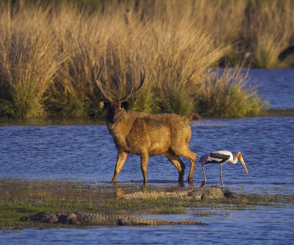 Wildlife at Ranthambore National Park, Rajasthan